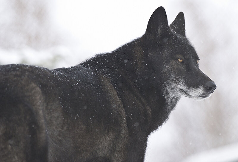 Black Wolf in Snow — Serious, Winter, Photograph, Forest