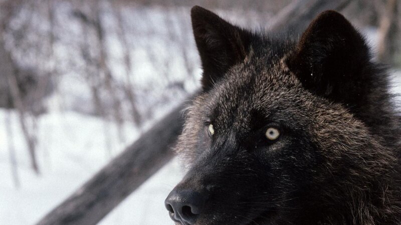 Black Wolf in Snow — Serious, Winter, Photograph