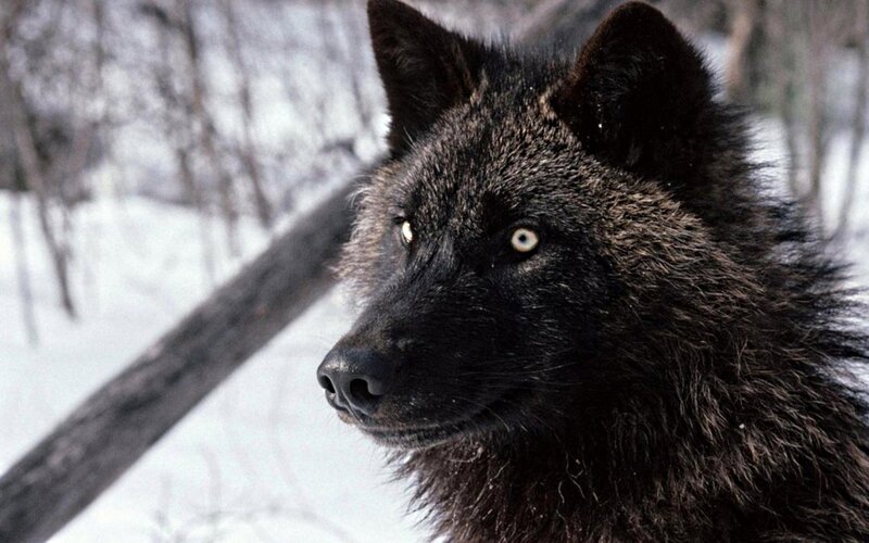 Black Wolf in Snow — Serious, Winter, Photograph, Trees