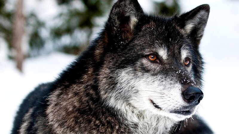 Black Wolf in Snow — Serious, Winter
