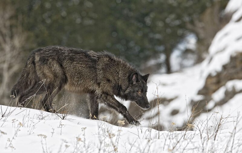 Black Wolf in Snow — White, Alert
