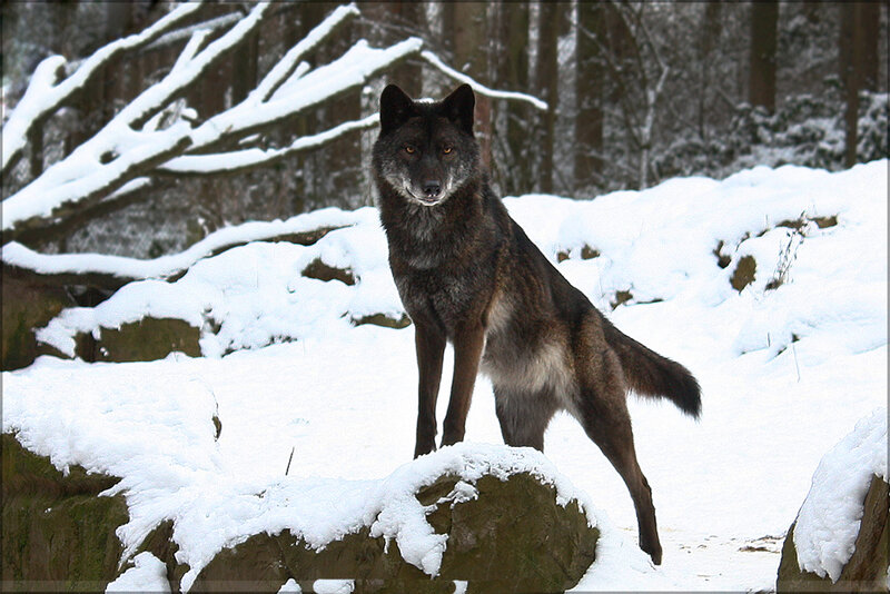 Black Wolf in Snow — White, Alert, Winter, Photograph