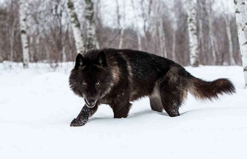 Black Wolf in Snow — White, Alert, Winter, Photograph, Trees, Forest