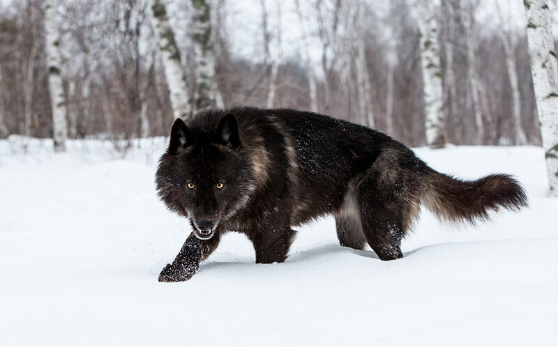 Black Wolf in Snow — White, Alert, Winter, Photograph, Trees