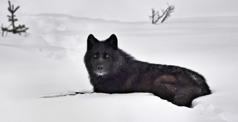 Black Wolf in Snow — White, Calm