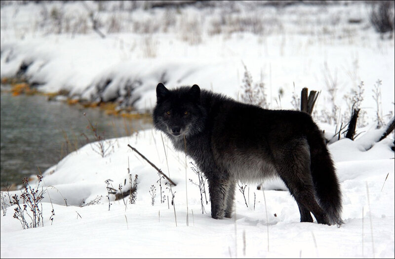 Black Wolf in Snow — White, Calm, Winter, Photograph