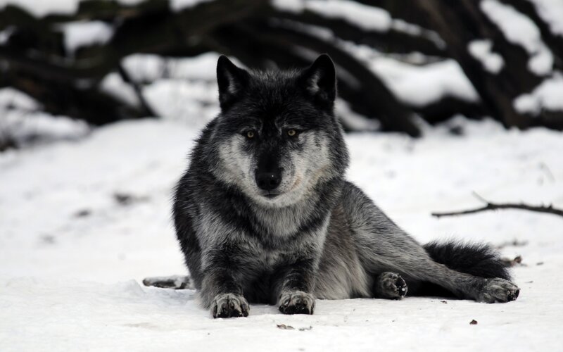 Black Wolf in Snow — White, Calm, Winter, Photograph, Trees, Forest