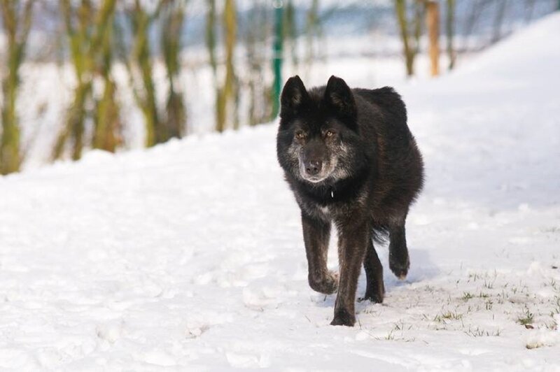 Black Wolf in Snow — White, Calm, Winter, Photograph, Trees