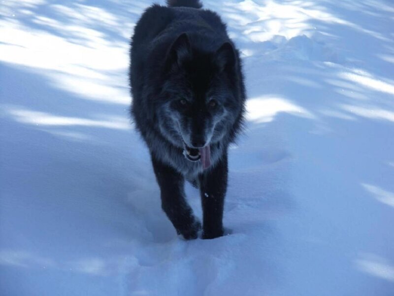 Black Wolf in Snow — White, Calm, Winter