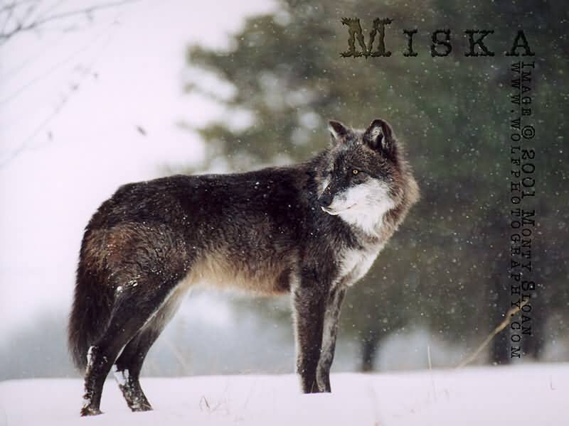 Black Wolf in Snow — White, Cold