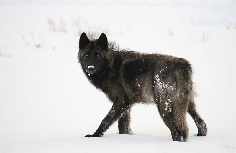 Black Wolf in Snow — White, Cold, Winter, Photograph, Grass