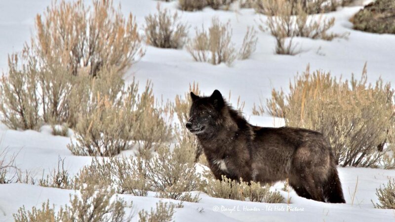 Black Wolf in Snow — White, Cold, Winter, Photograph