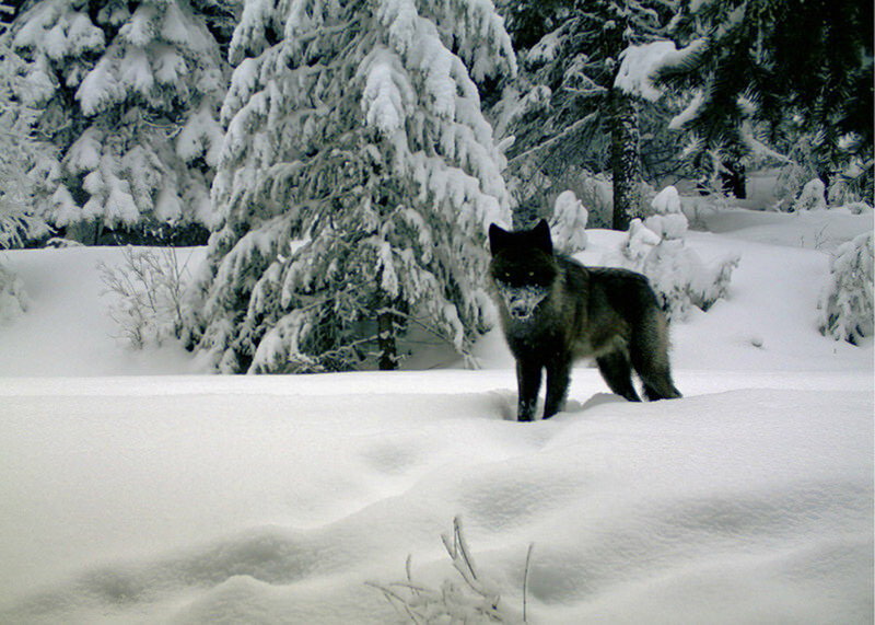 Black Wolf in Snow — White, Cold, Winter, Photograph, Trees, Forest