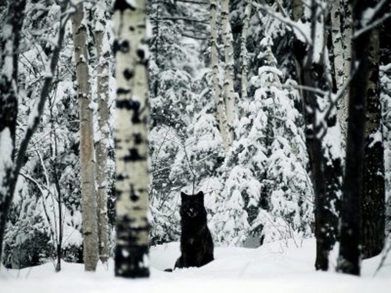 Black Wolf in Snow — White, Cold, Winter, Photograph, Trees