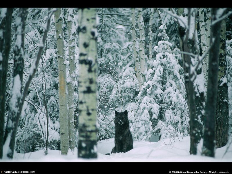 Black Wolf in Snow — White, Cold, Winter