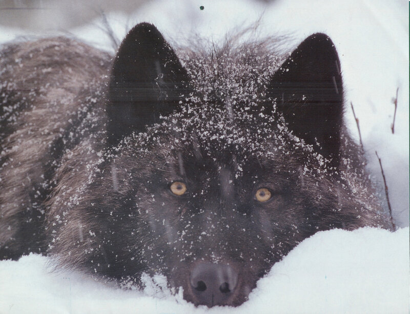 Black Wolf in Snow — White, Intense