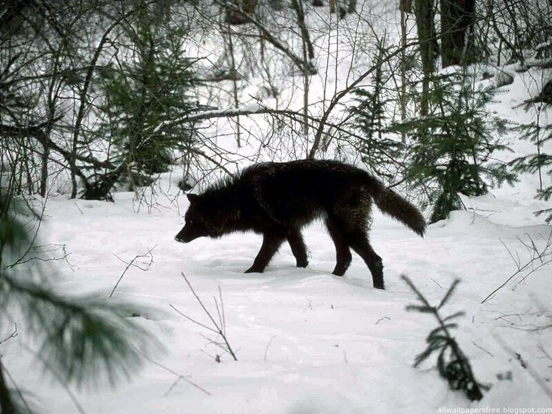 Black Wolf in Snow — White, Natural