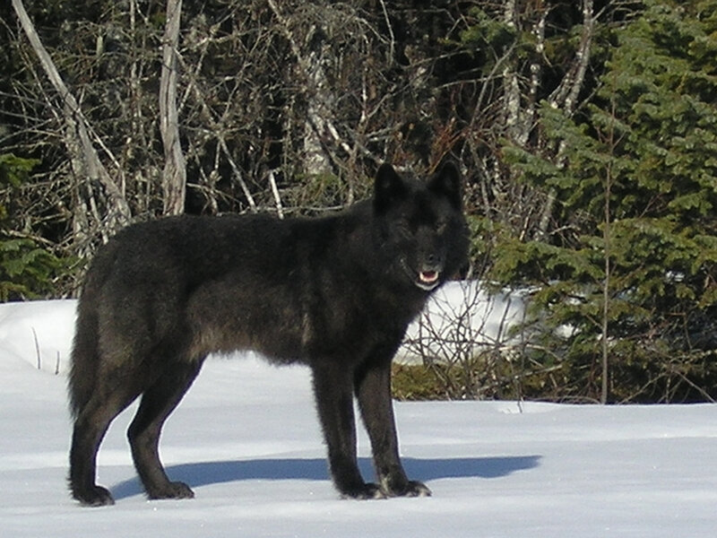 Black Wolf in Snow — White, Natural, Winter