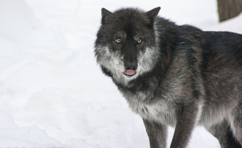 Black Wolf in Snow — White, Neutral
