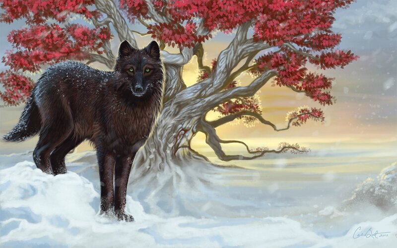 Black Wolf in Snow — White, Serene