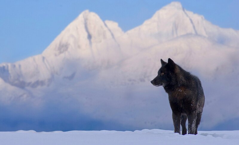 Black Wolf in Snow — White, Serene, Winter
