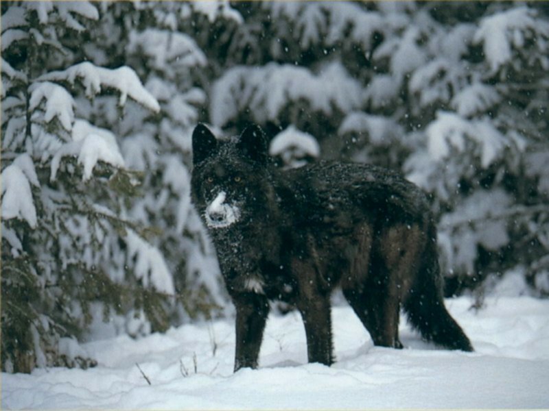Black Wolf in Snow — White