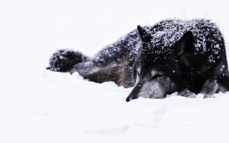 Black Wolf in Snow — White, Winter