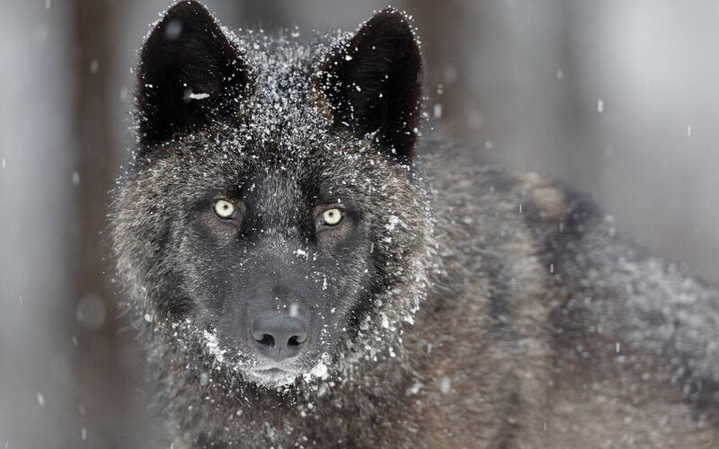 Black wolf in snowstorm