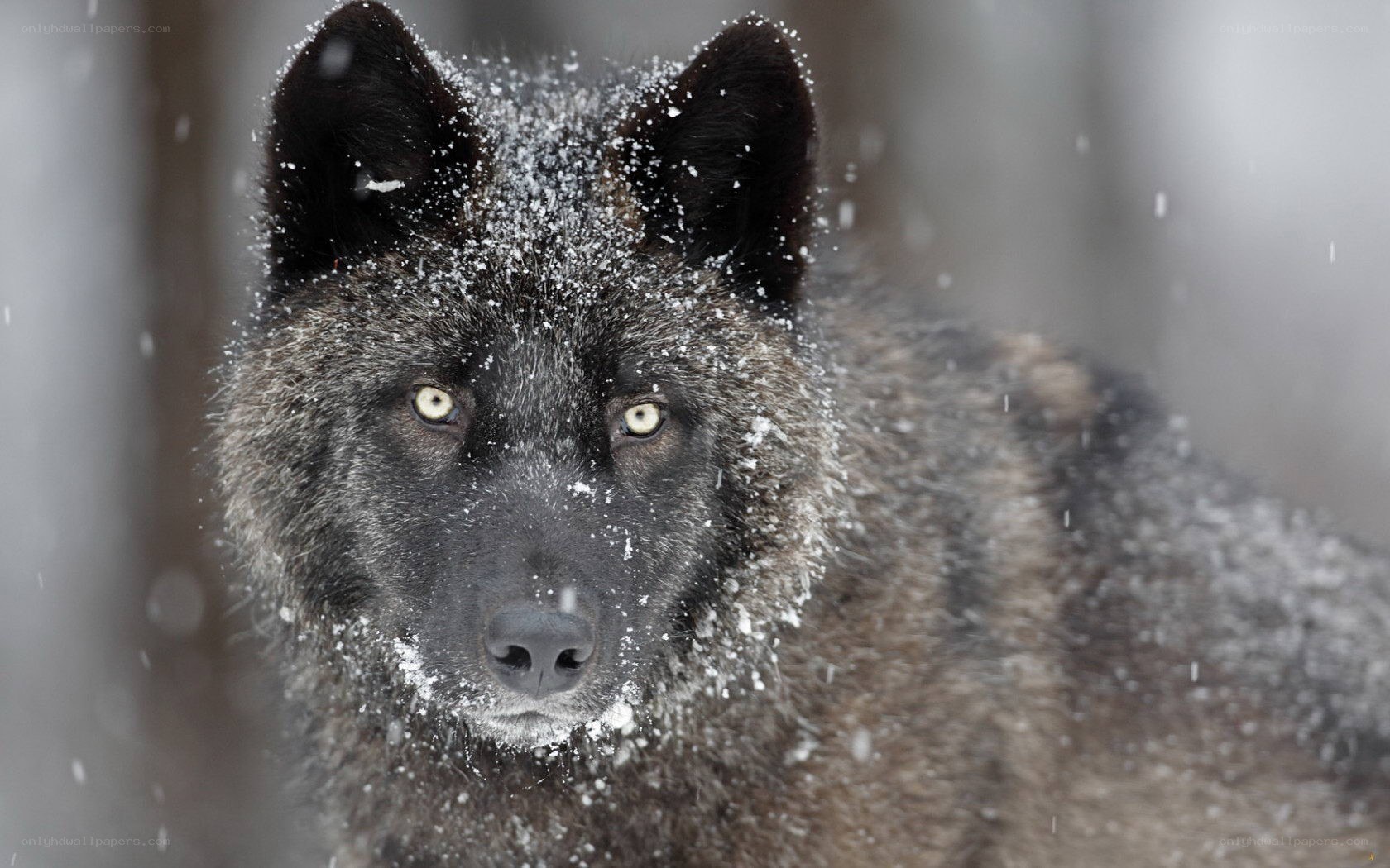 Black wolf in snowstorm