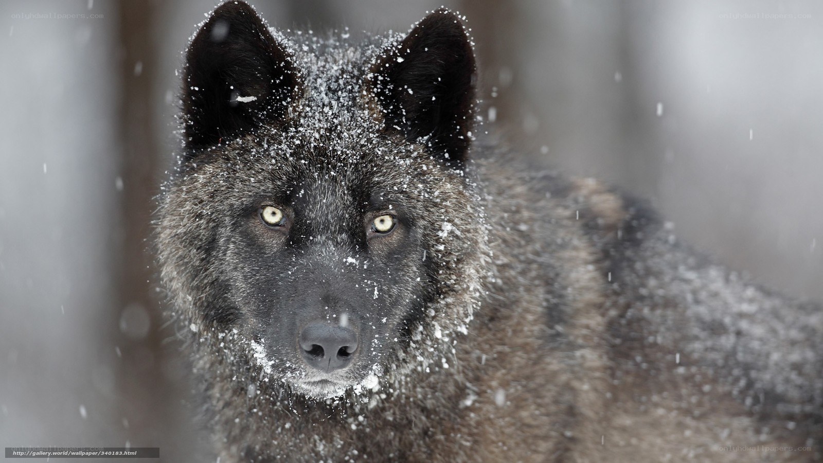 Black wolf in snowstorm