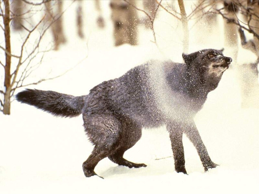 black wolf in snowy forest