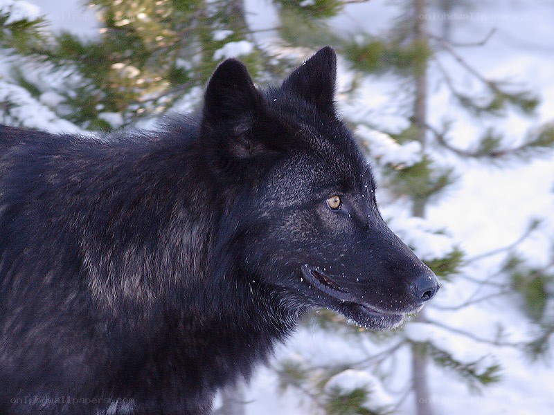 Black wolf in snowy forest