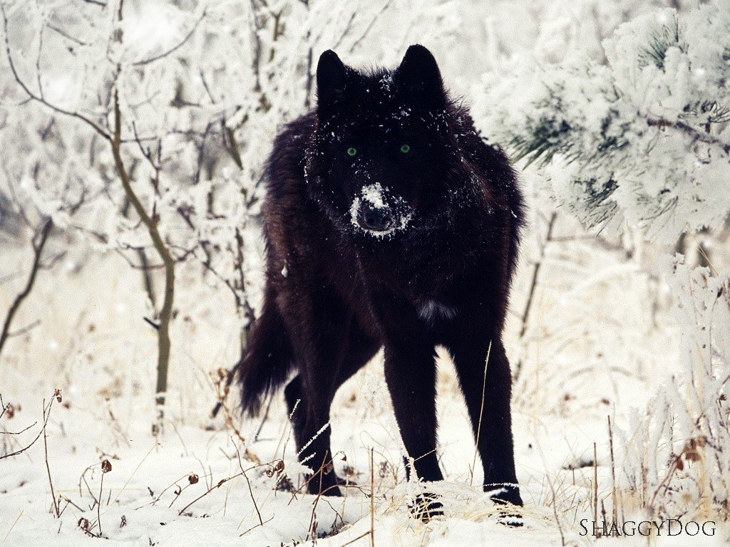 black wolf in snowy forest