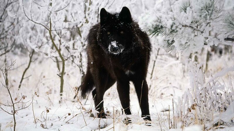 Black wolf in snowy forest