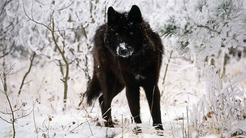 black wolf in snowy forest
