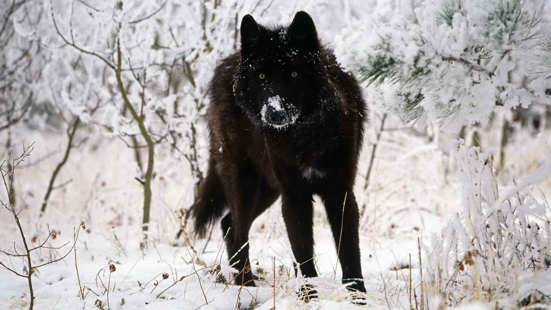 black wolf in snowy forest