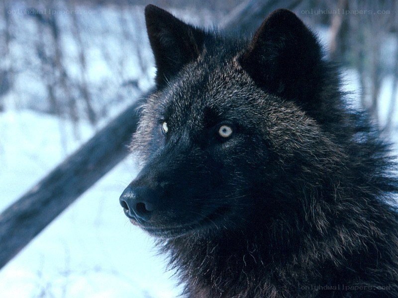 black wolf in snowy forest
