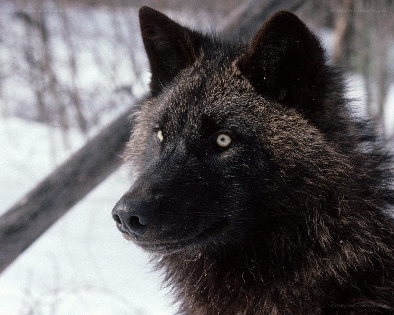 black wolf in snowy forest