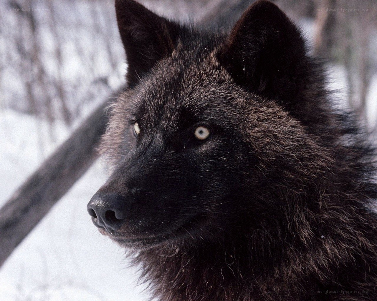 black wolf in snowy forest