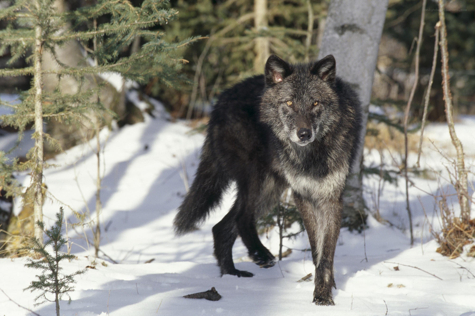 Black wolf in snowy forest
