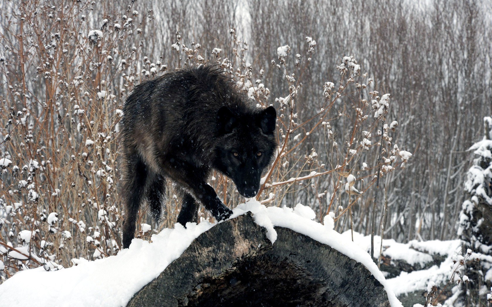 Black wolf in snowy forest