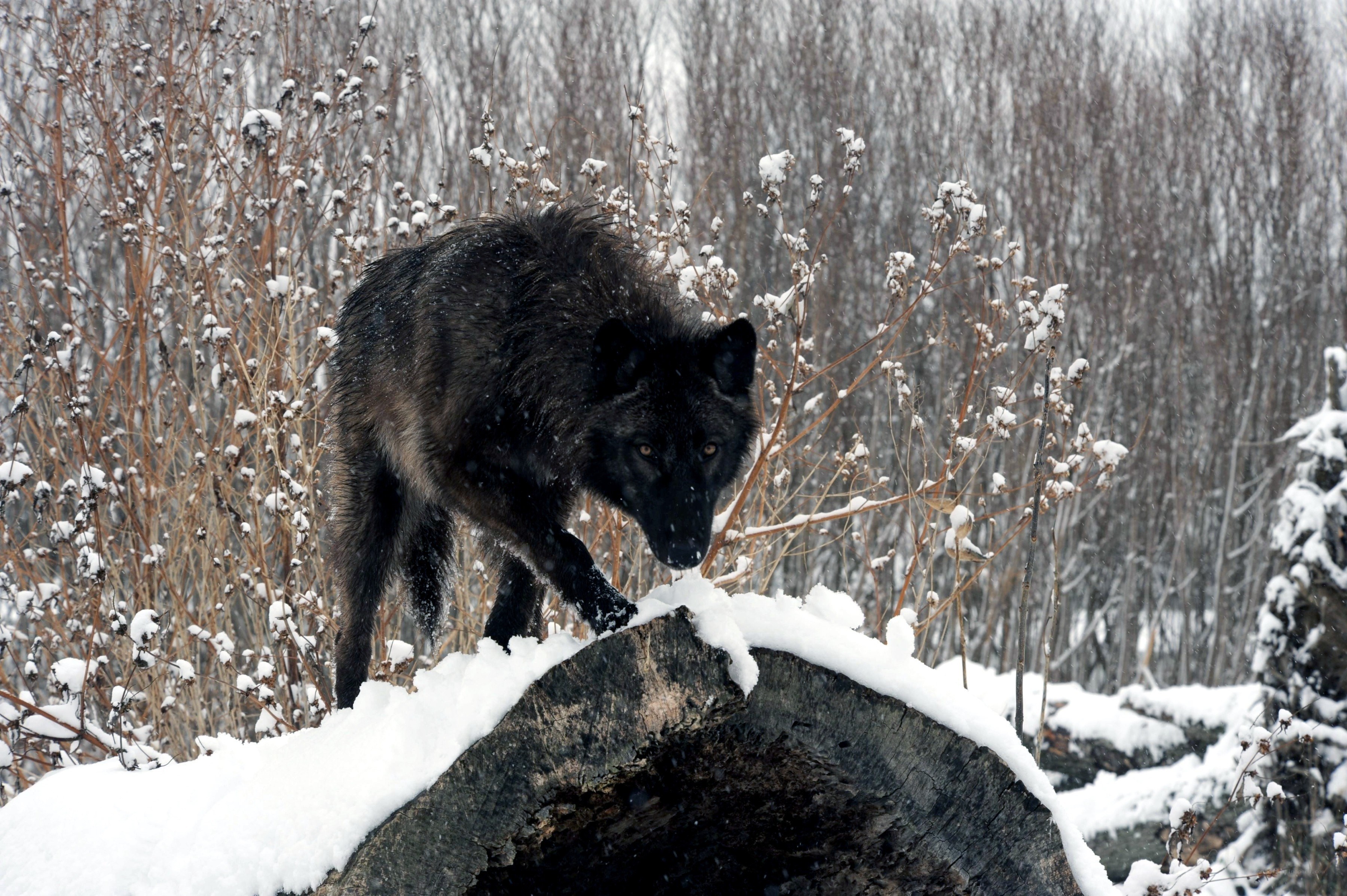 Black wolf in snowy forest