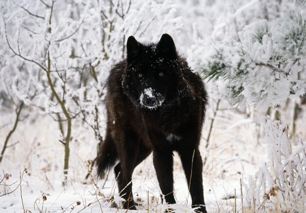 Black wolf in snowy forest