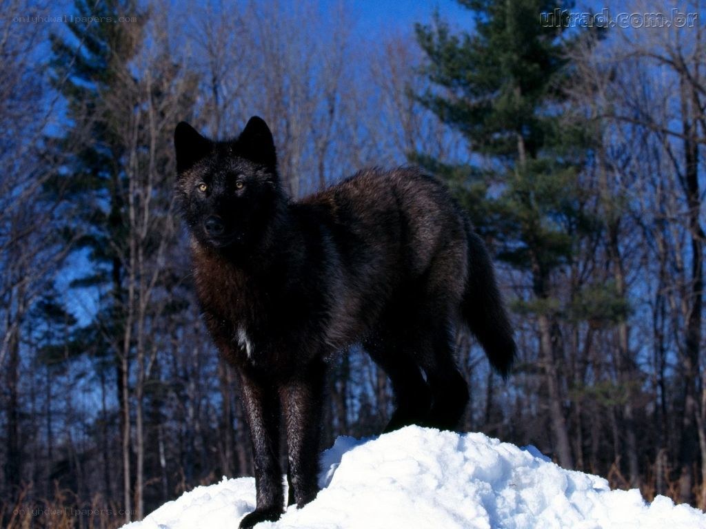 black wolf in snowy forest