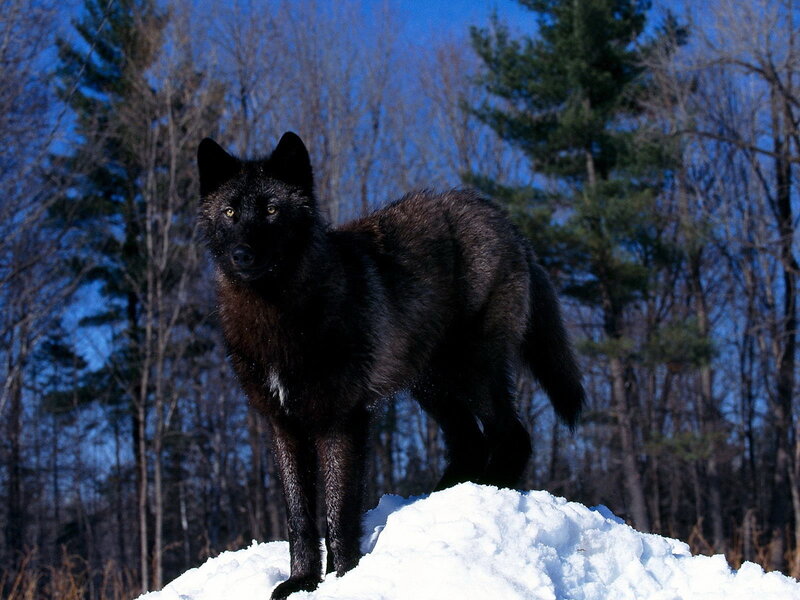 Black wolf in snowy forest