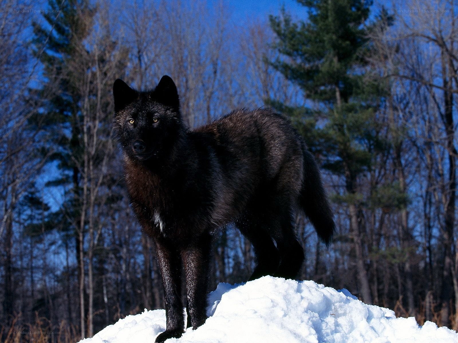 Black wolf in snowy forest