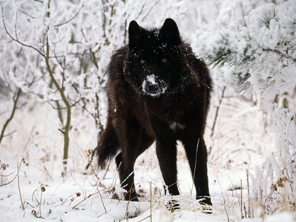 Black wolf in snowy forest