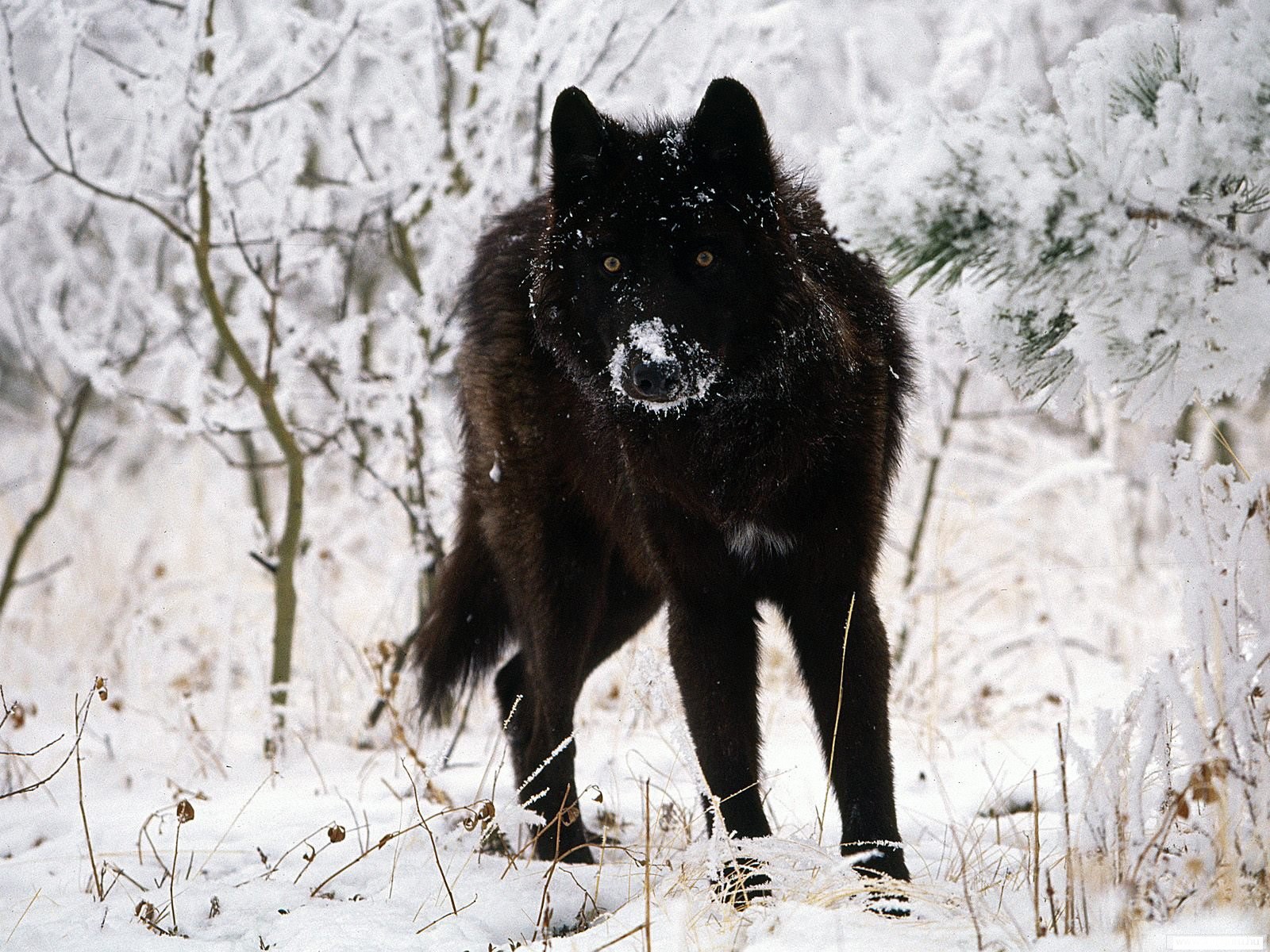 black wolf in snowy forest