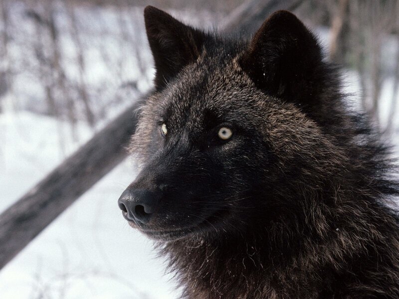 black wolf in snowy forest