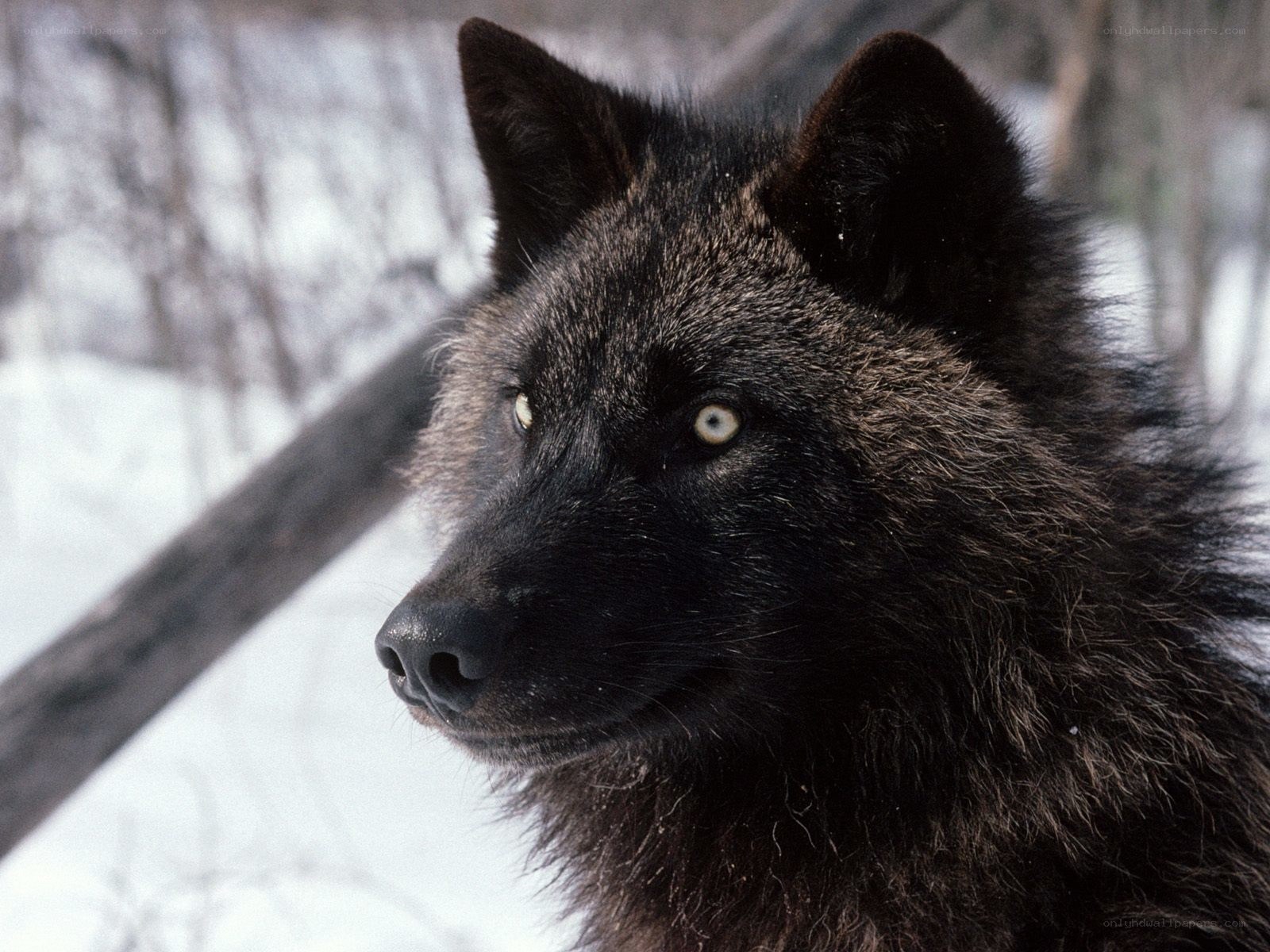 black wolf in snowy forest